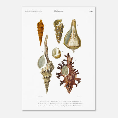 Cancellaire obtuse, Turbinelle poire, Fuseau longirostre, Nérinée tuberculeuse, Cérith Chenille, Rocher Palme-de-Rosier - illustration naturaliste du Dictionnaire Universel d'Histoire Naturelle de Cha - Taille 29,7x42 cm (A3)
