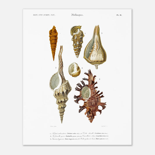 Cancellaire obtuse, Turbinelle poire, Fuseau longirostre, Nérinée tuberculeuse, Cérith Chenille, Rocher Palme-de-Rosier - illustration naturaliste du Dictionnaire Universel d'Histoire Naturelle de Cha - Taille 40x50 cm