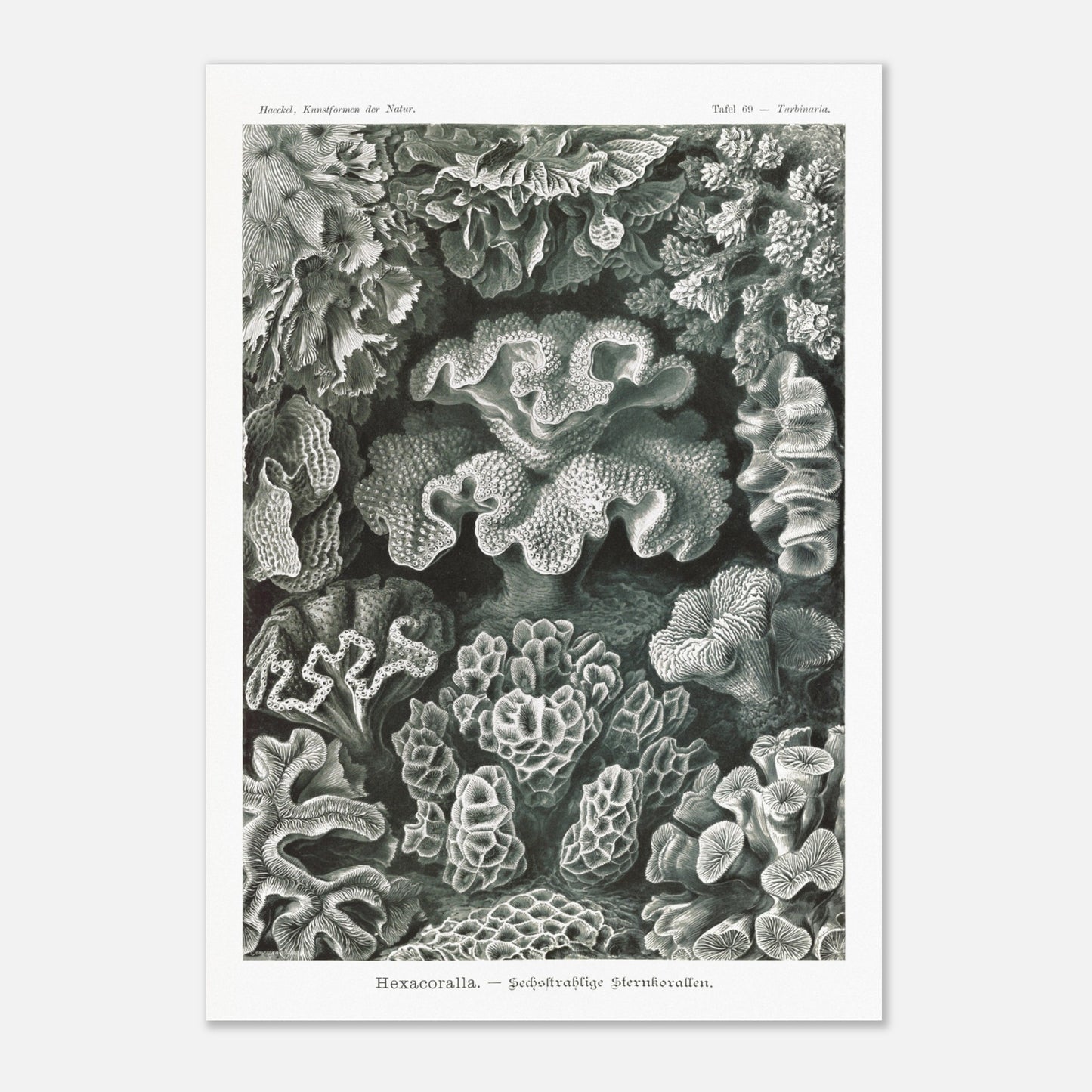 Planche de champignons basidiomycètes - Ernst Haeckel (29,7x42 cm (A3)). Planche scientifique d'Ernst Haeckel représentant différentes espèces de champignons basidiomycètes, avec un fond noir.