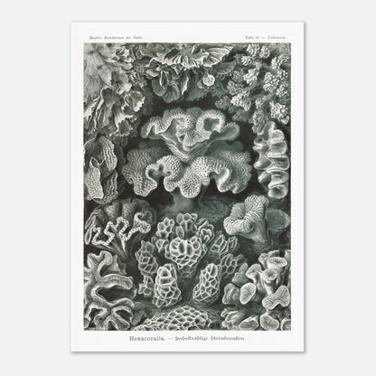 Planche de champignons basidiomycètes - Ernst Haeckel (29,7x42 cm (A3)). Planche scientifique d'Ernst Haeckel représentant différentes espèces de champignons basidiomycètes, avec un fond noir.