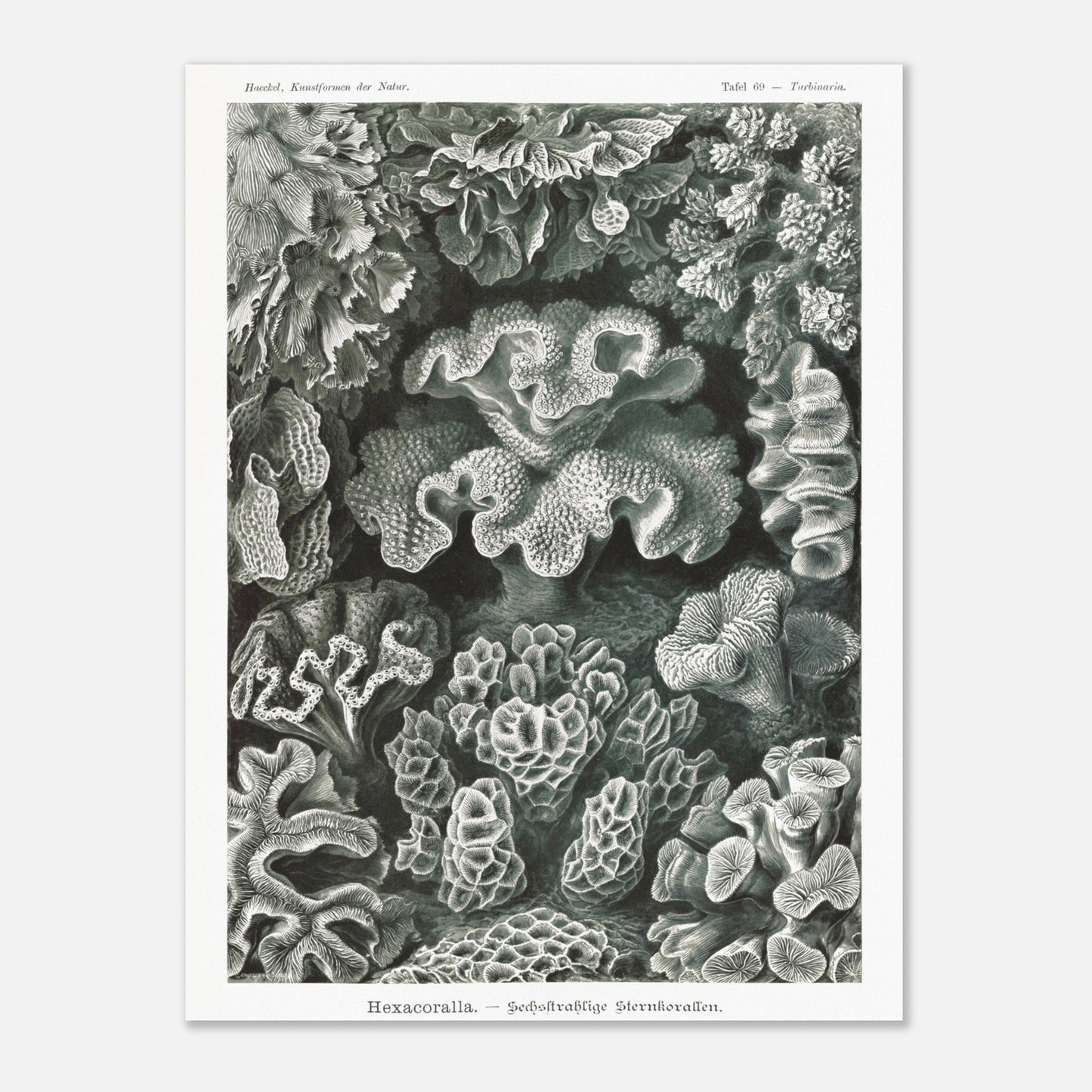Planche de champignons basidiomycètes - Ernst Haeckel (30x40 cm). Planche scientifique d'Ernst Haeckel représentant différentes espèces de champignons basidiomycètes, avec un fond noir.