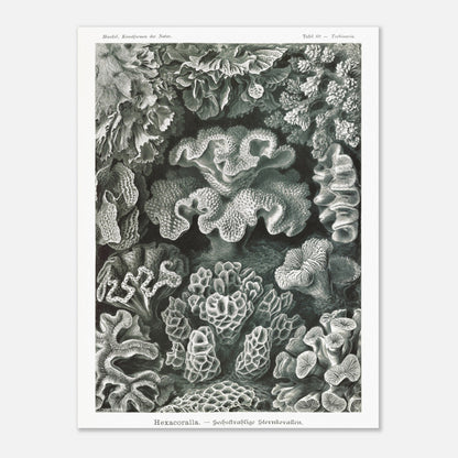 Planche de champignons basidiomycètes - Ernst Haeckel (30x40 cm). Planche scientifique d'Ernst Haeckel représentant différentes espèces de champignons basidiomycètes, avec un fond noir.
