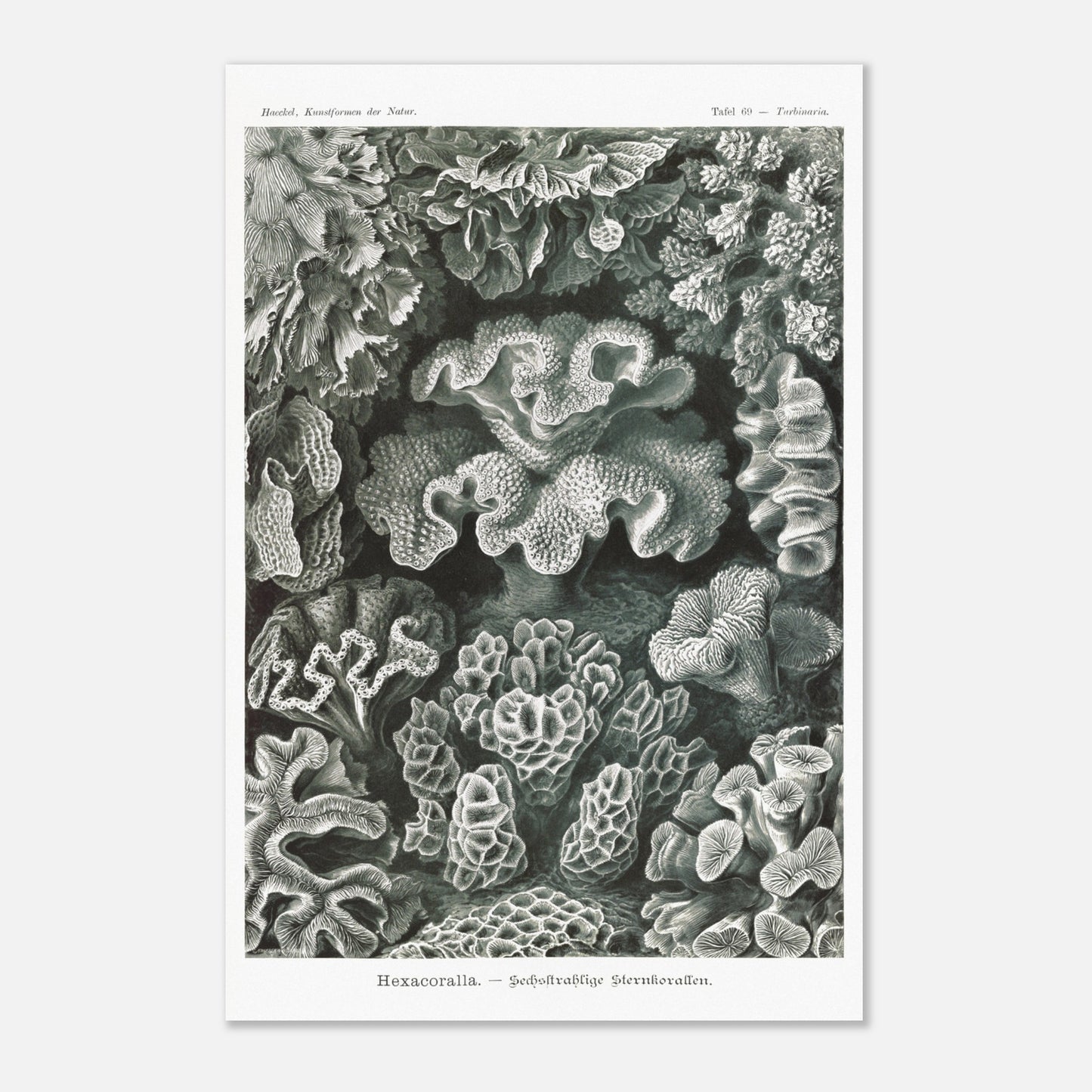 Planche de champignons basidiomycètes - Ernst Haeckel (40x60 cm). Planche scientifique d'Ernst Haeckel représentant différentes espèces de champignons basidiomycètes, avec un fond noir.