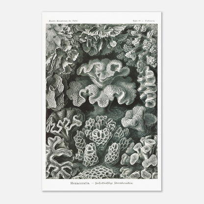 Planche de champignons basidiomycètes - Ernst Haeckel (40x60 cm). Planche scientifique d'Ernst Haeckel représentant différentes espèces de champignons basidiomycètes, avec un fond noir.