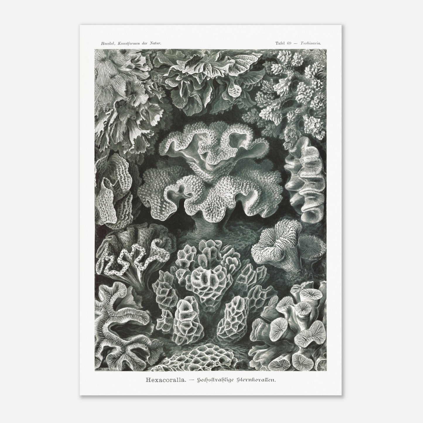 Planche de champignons basidiomycètes - Ernst Haeckel (42x59,4 cm (A2)). Planche scientifique d'Ernst Haeckel représentant différentes espèces de champignons basidiomycètes, avec un fond noir.