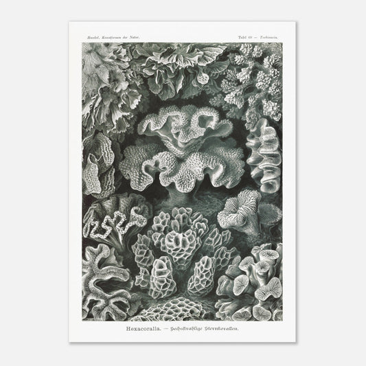 Planche de champignons basidiomycètes - Ernst Haeckel (42x59,4 cm (A2)). Planche scientifique d'Ernst Haeckel représentant différentes espèces de champignons basidiomycètes, avec un fond noir.