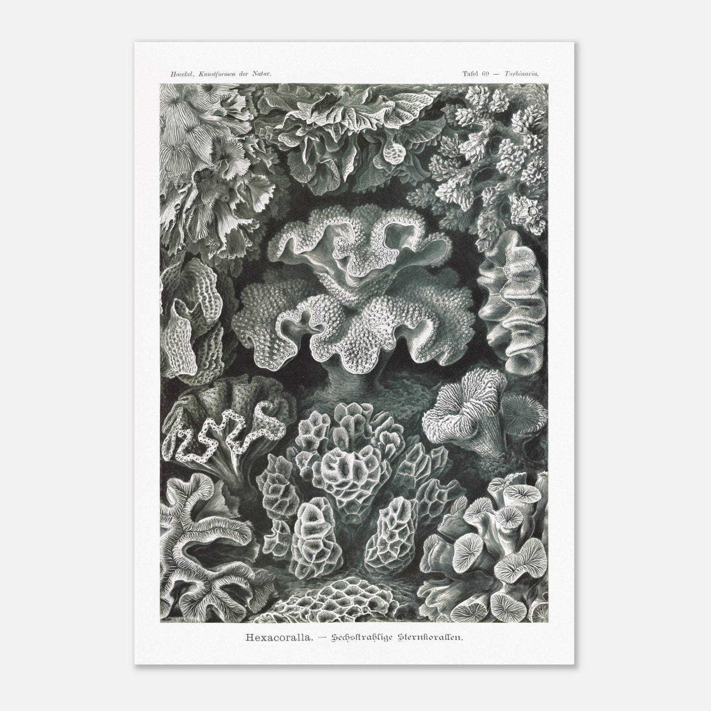 Planche de champignons basidiomycètes - Ernst Haeckel (59,4x84,1 cm (A1)). Planche scientifique d'Ernst Haeckel représentant différentes espèces de champignons basidiomycètes, avec un fond noir.