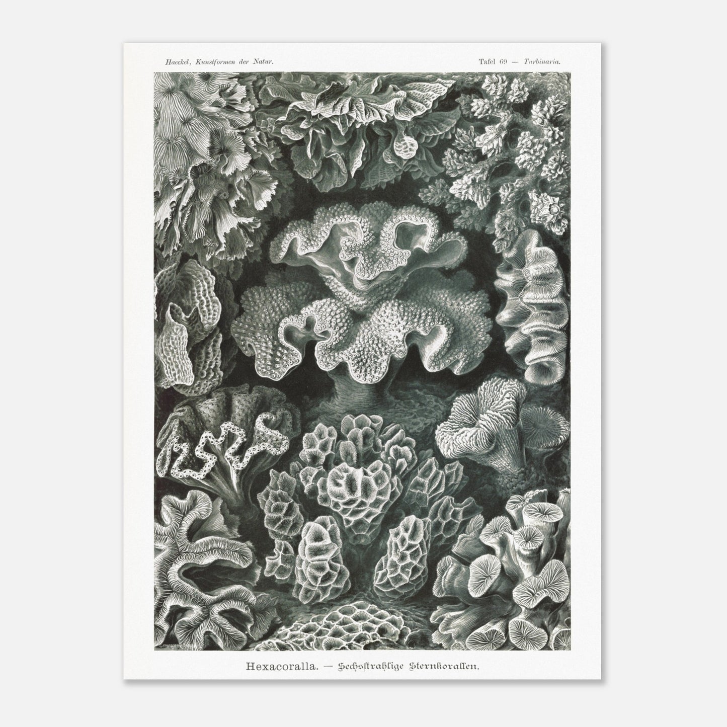 Planche de champignons basidiomycètes - Ernst Haeckel (60x80 cm). Planche scientifique d'Ernst Haeckel représentant différentes espèces de champignons basidiomycètes, avec un fond noir.