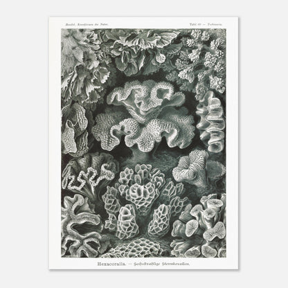 Planche de champignons basidiomycètes - Ernst Haeckel (60x80 cm). Planche scientifique d'Ernst Haeckel représentant différentes espèces de champignons basidiomycètes, avec un fond noir.