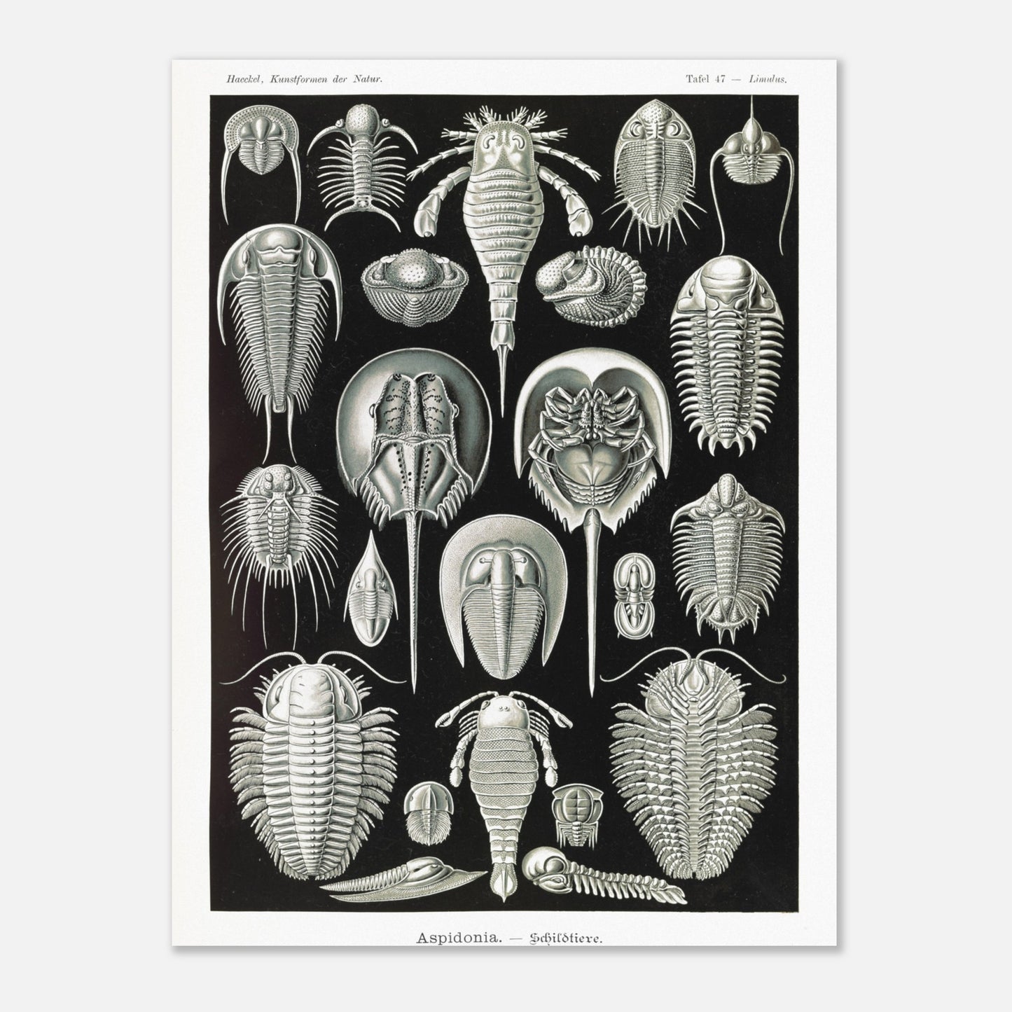Planche scientifique de Chélicérés (Trilobites) - Ernst Haeckel (30x40 cm). Planche scientifique d'Ernst Haeckel illustrant diverses formes de chélicérés, tels que des trilobites et des limules.