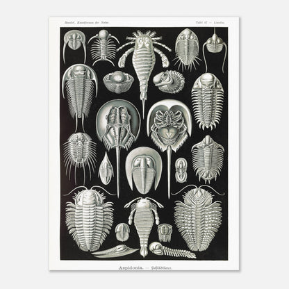 Planche scientifique de Chélicérés (Trilobites) - Ernst Haeckel (30x40 cm). Planche scientifique d'Ernst Haeckel illustrant diverses formes de chélicérés, tels que des trilobites et des limules.