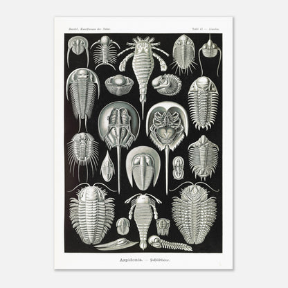 Planche scientifique de Chélicérés (Trilobites) - Ernst Haeckel (42x59,4 cm (A2)). Planche scientifique d'Ernst Haeckel illustrant diverses formes de chélicérés, tels que des trilobites et des limules.