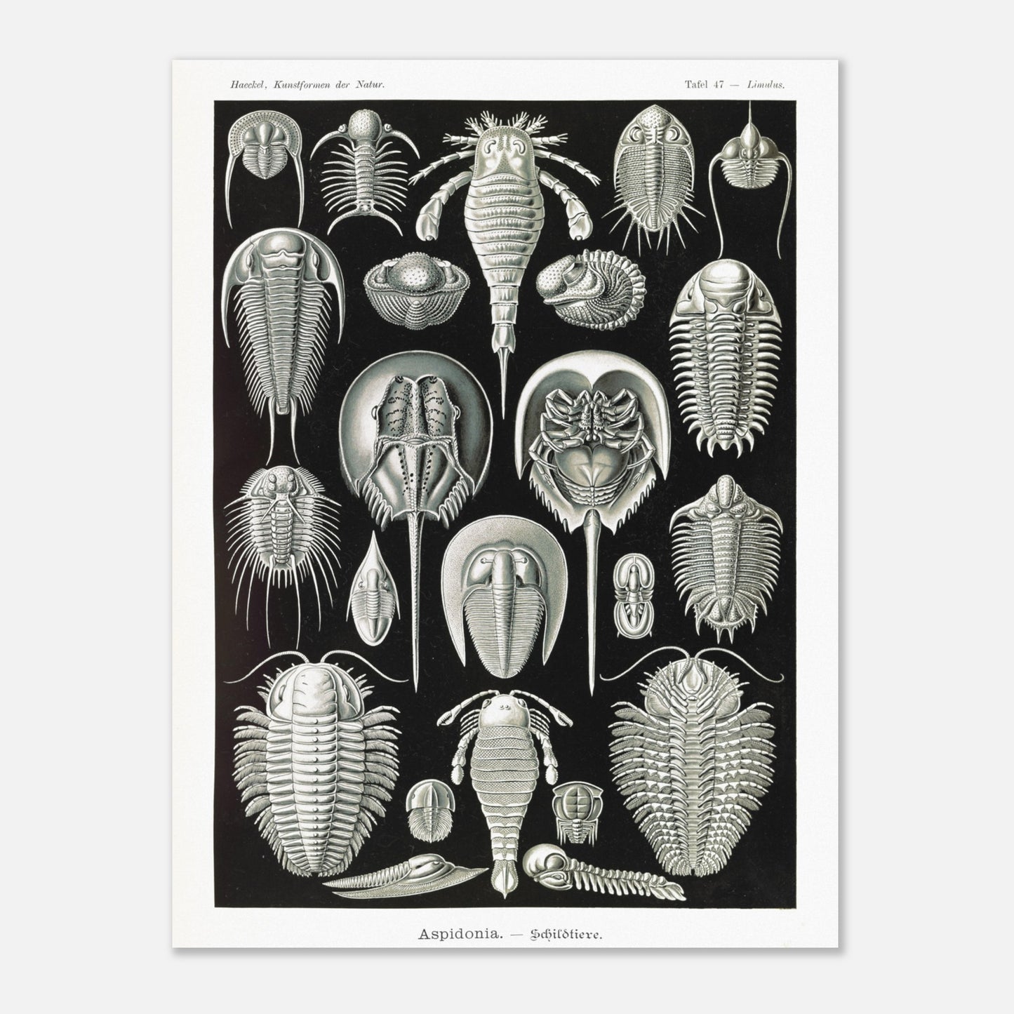Planche scientifique de Chélicérés (Trilobites) - Ernst Haeckel (60x80 cm). Planche scientifique d'Ernst Haeckel illustrant diverses formes de chélicérés, tels que des trilobites et des limules.