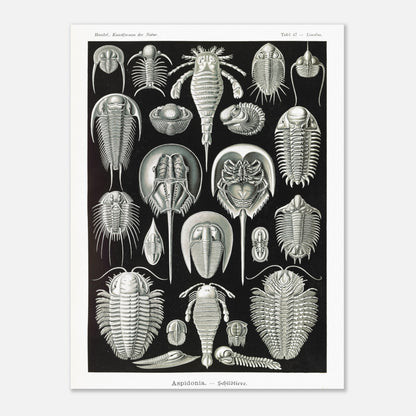 Planche scientifique de Chélicérés (Trilobites) - Ernst Haeckel (60x80 cm). Planche scientifique d'Ernst Haeckel illustrant diverses formes de chélicérés, tels que des trilobites et des limules.