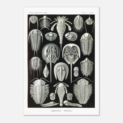 Planche scientifique de Chélicérés (Trilobites) - Ernst Haeckel (70x100 cm). Planche scientifique d'Ernst Haeckel illustrant diverses formes de chélicérés, tels que des trilobites et des limules.