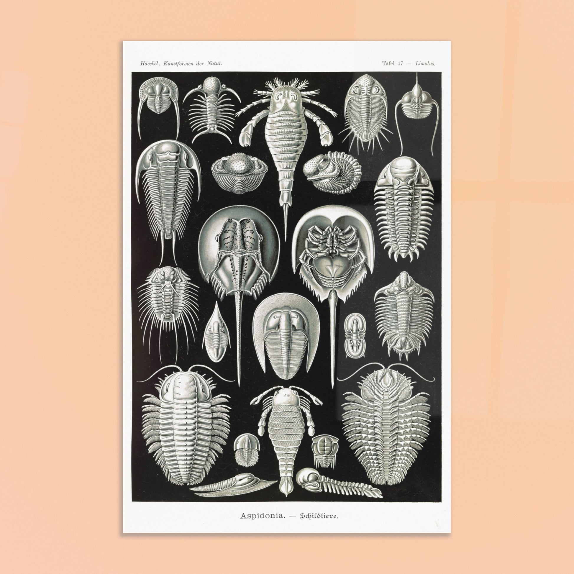Planche scientifique de Chélicérés (Trilobites) - Ernst Haeckel. Planche scientifique d'Ernst Haeckel illustrant diverses formes de chélicérés, tels que des trilobites et des limules. Image d'illustration 8