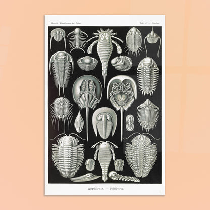 Planche scientifique de Chélicérés (Trilobites) - Ernst Haeckel. Planche scientifique d'Ernst Haeckel illustrant diverses formes de chélicérés, tels que des trilobites et des limules. Image d'illustration 8