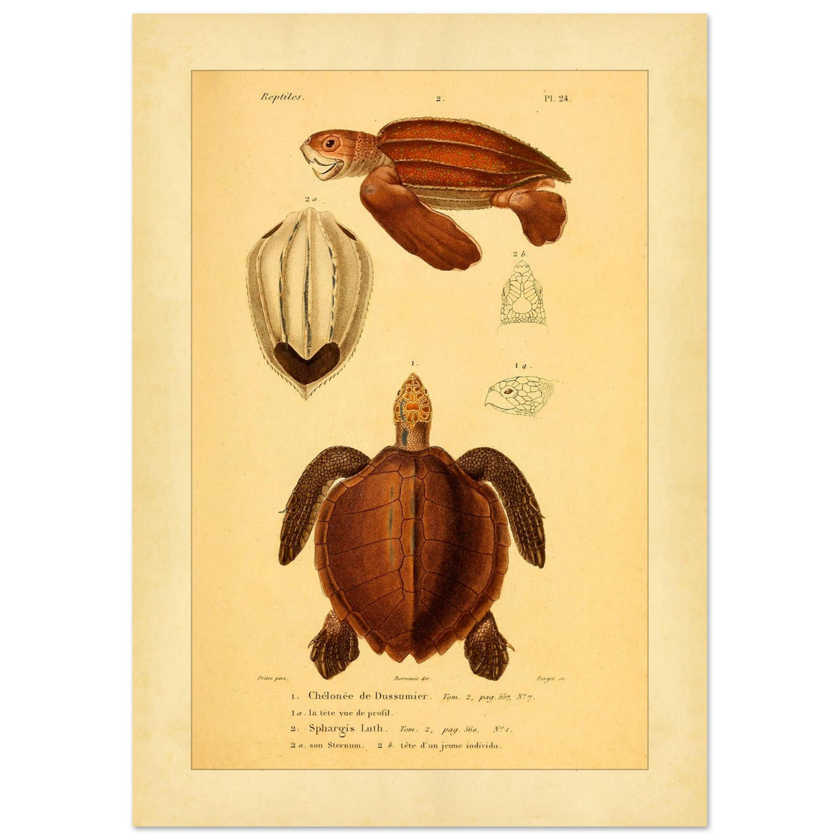 Meeresschildkröten-Illustrationen: Suppenschildkröte und Lederschildkröte (21x29,7 cm (A4)). Wissenschaftliche Tafel mit der Dussumier-Schildkröte und der Lederschildkröte sowie Details ihrer Köpfe und Brustpanzer.