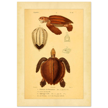 Meeresschildkröten-Illustrationen: Suppenschildkröte und Lederschildkröte (21x29,7 cm (A4)). Wissenschaftliche Tafel mit der Dussumier-Schildkröte und der Lederschildkröte sowie Details ihrer Köpfe und Brustpanzer.