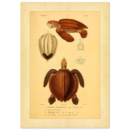 Meeresschildkröten-Illustrationen: Suppenschildkröte und Lederschildkröte (29,7x42 cm (A3)). Wissenschaftliche Tafel mit der Dussumier-Schildkröte und der Lederschildkröte sowie Details ihrer Köpfe und Brustpanzer.