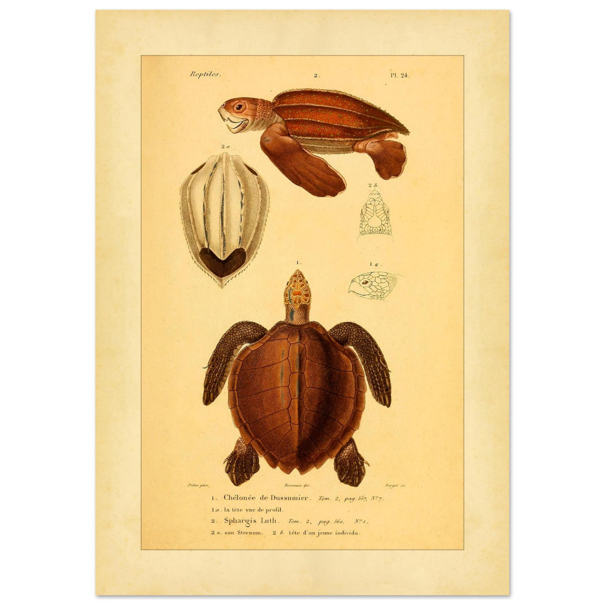 Meeresschildkröten-Illustrationen: Suppenschildkröte und Lederschildkröte (42x59,4 cm (A2)). Wissenschaftliche Tafel mit der Dussumier-Schildkröte und der Lederschildkröte sowie Details ihrer Köpfe und Brustpanzer.