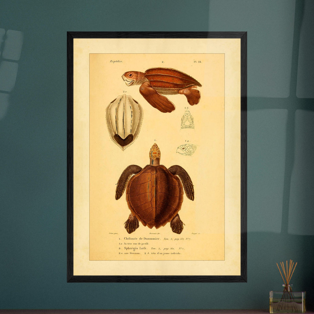 Meeresschildkröten-Illustrationen: Suppenschildkröte und Lederschildkröte. Wissenschaftliche Tafel mit der Dussumier-Schildkröte und der Lederschildkröte sowie Details ihrer Köpfe und Brustpanzer.