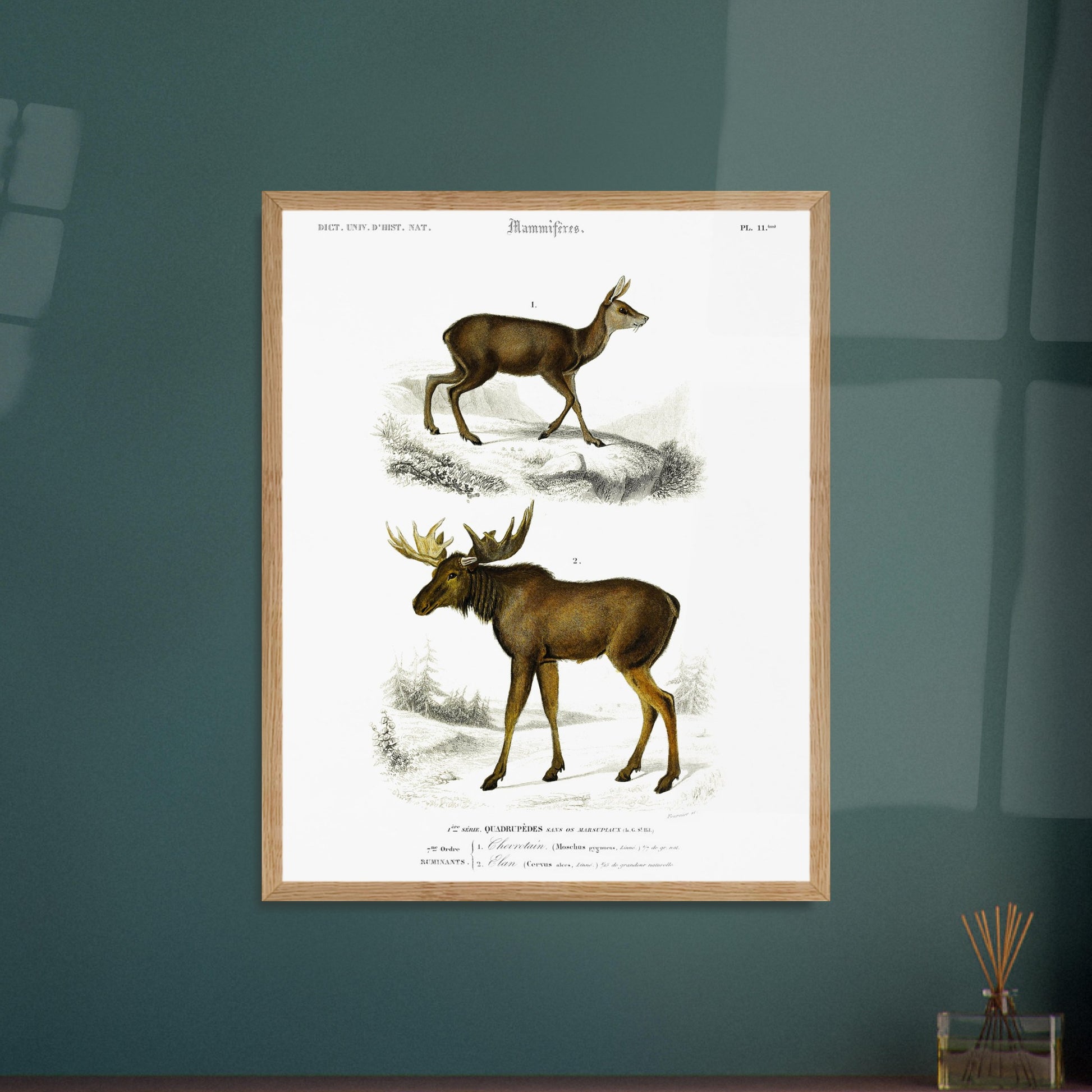 Chevrotain, Élan - illustration naturaliste du Dictionnaire Universel d'Histoire Naturelle de Charles d'Orbigny - image 52909353795917