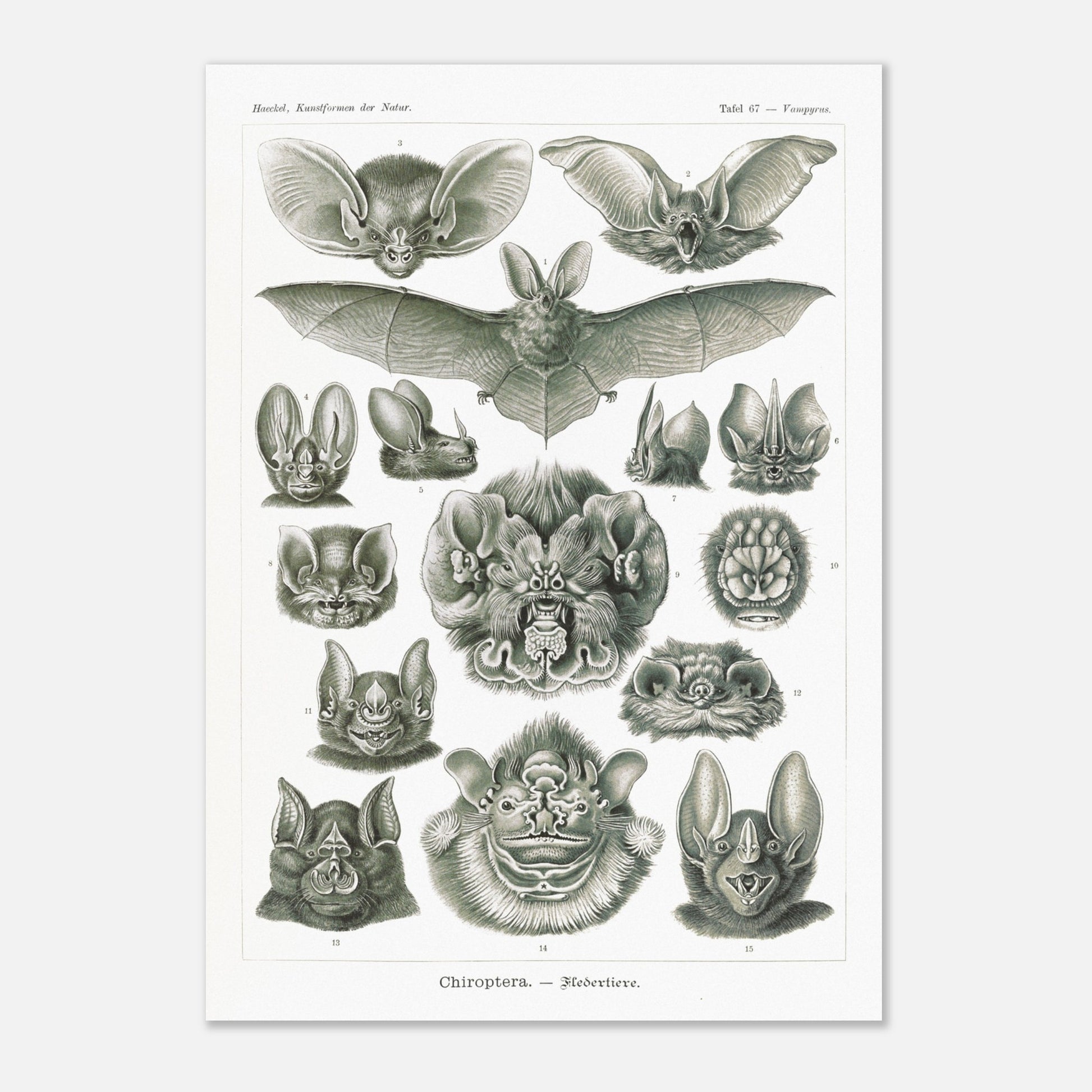 Reproduction d'une planche de chiroptères (Chauves-souris) d'Ernst Haeckel (29,7x42 cm (A3)). Gravure scientifique ancienne d'Ernst Haeckel montrant diverses espèces de chauves-souris (chiroptères).