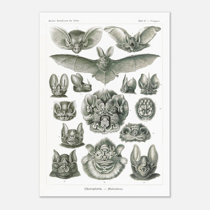 Reproduction d'une planche de chiroptères (Chauves-souris) d'Ernst Haeckel (29,7x42 cm (A3)). Gravure scientifique ancienne d'Ernst Haeckel montrant diverses espèces de chauves-souris (chiroptères).