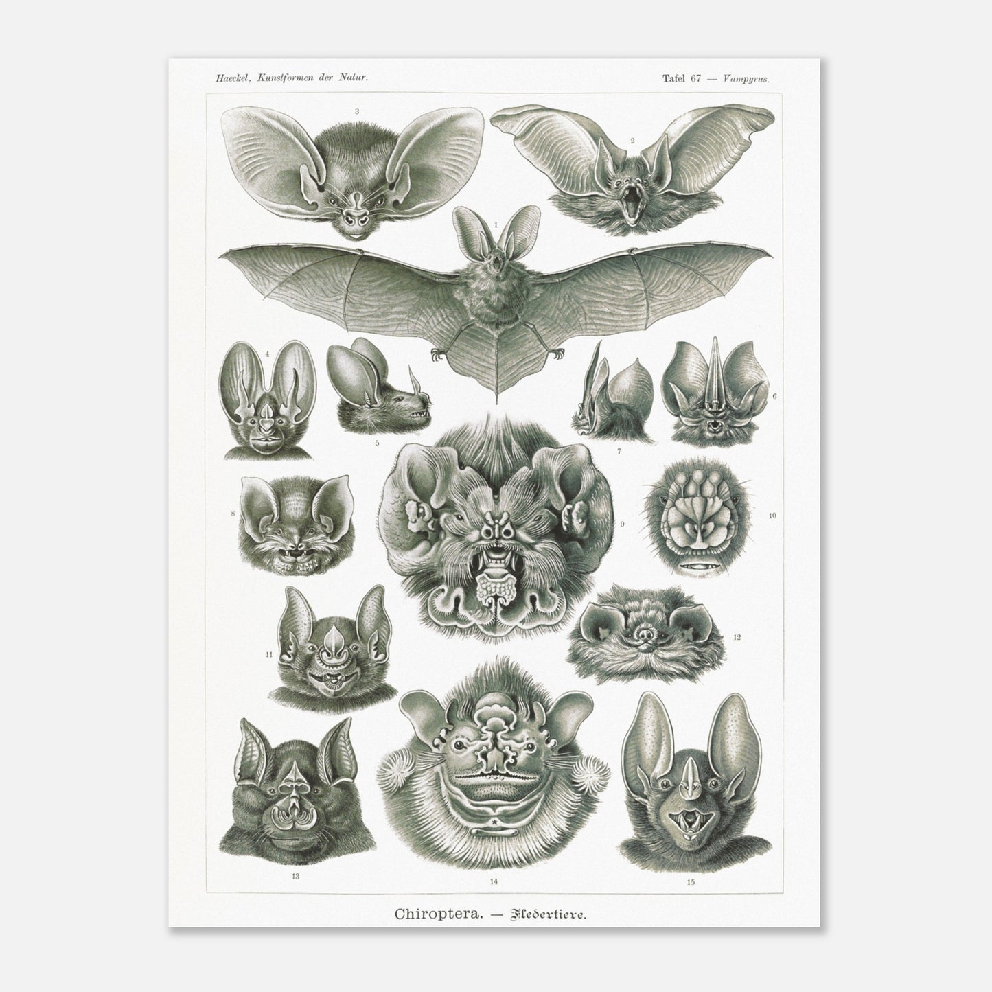 Reproduction d'une planche de chiroptères (Chauves-souris) d'Ernst Haeckel (30x40 cm). Gravure scientifique ancienne d'Ernst Haeckel montrant diverses espèces de chauves-souris (chiroptères).