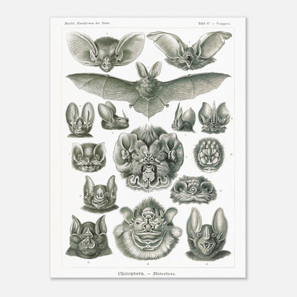 Reproduction d'une planche de chiroptères (Chauves-souris) d'Ernst Haeckel (30x40 cm). Gravure scientifique ancienne d'Ernst Haeckel montrant diverses espèces de chauves-souris (chiroptères).
