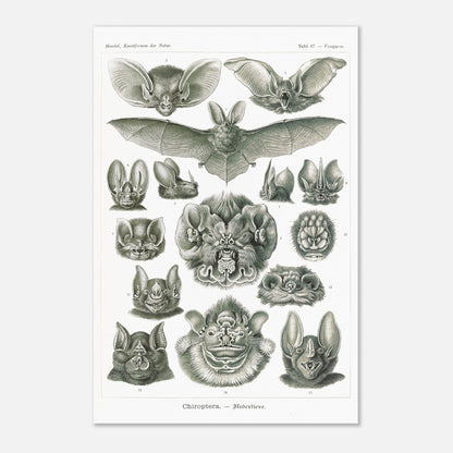 Reproduction d'une planche de chiroptères (Chauves-souris) d'Ernst Haeckel (40x60 cm). Gravure scientifique ancienne d'Ernst Haeckel montrant diverses espèces de chauves-souris (chiroptères).