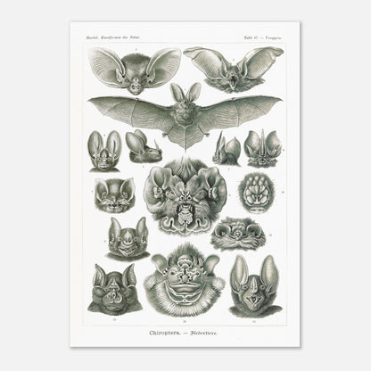 Reproduction d'une planche de chiroptères (Chauves-souris) d'Ernst Haeckel (42x59,4 cm (A2)). Gravure scientifique ancienne d'Ernst Haeckel montrant diverses espèces de chauves-souris (chiroptères).