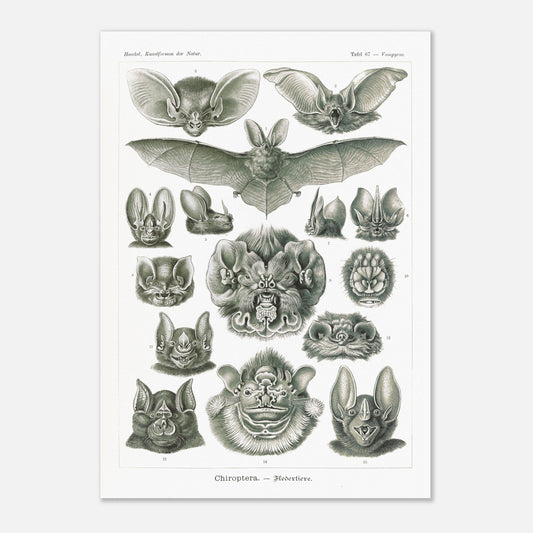 Reproduction d'une planche de chiroptères (Chauves-souris) d'Ernst Haeckel (42x59,4 cm (A2)). Gravure scientifique ancienne d'Ernst Haeckel montrant diverses espèces de chauves-souris (chiroptères).