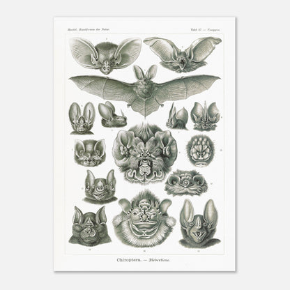 Reproduction d'une planche de chiroptères (Chauves-souris) d'Ernst Haeckel (50x70 cm). Gravure scientifique ancienne d'Ernst Haeckel montrant diverses espèces de chauves-souris (chiroptères).