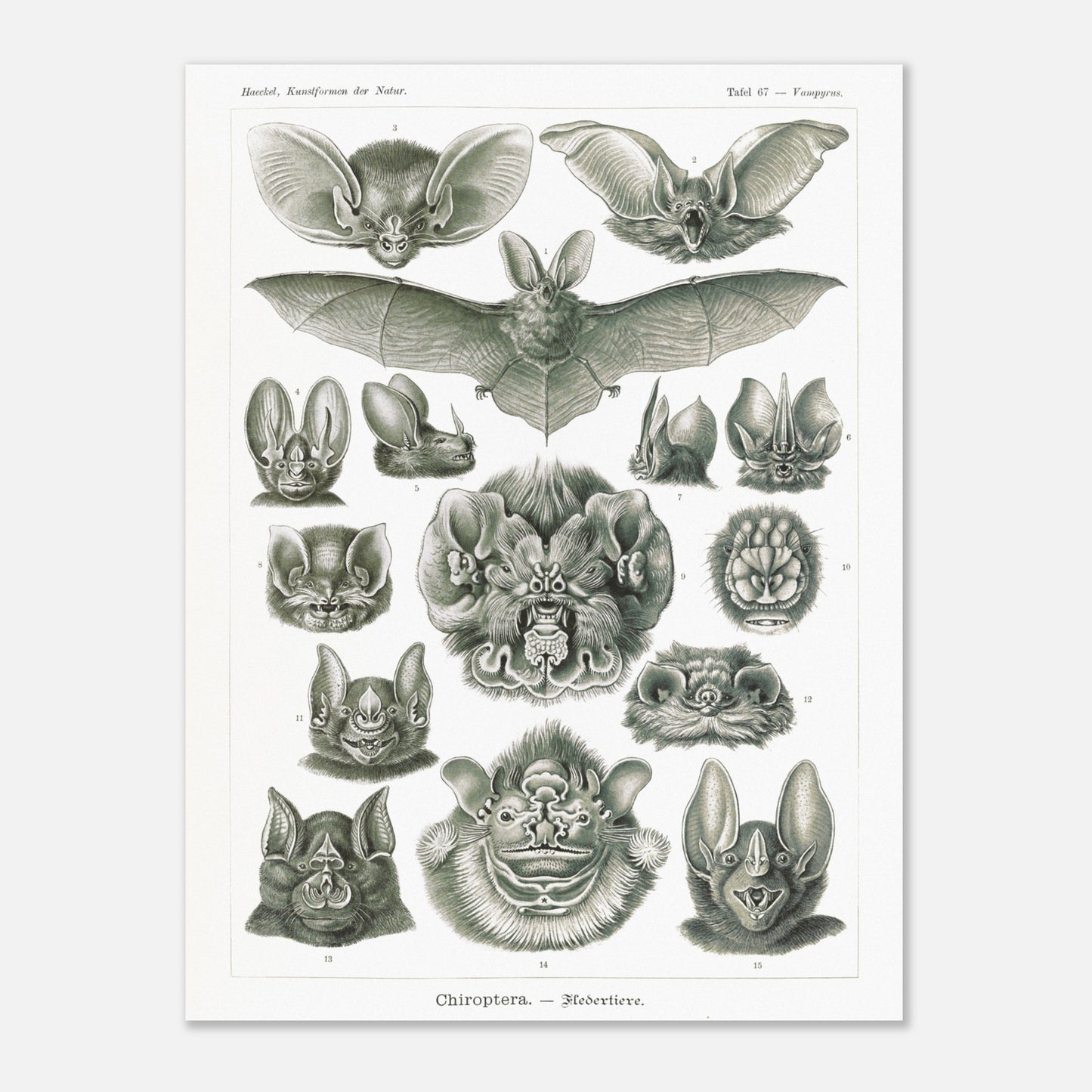 Reproduction d'une planche de chiroptères (Chauves-souris) d'Ernst Haeckel (60x80 cm). Gravure scientifique ancienne d'Ernst Haeckel montrant diverses espèces de chauves-souris (chiroptères).