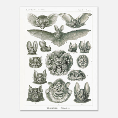 Reproduction d'une planche de chiroptères (Chauves-souris) d'Ernst Haeckel (60x80 cm). Gravure scientifique ancienne d'Ernst Haeckel montrant diverses espèces de chauves-souris (chiroptères).