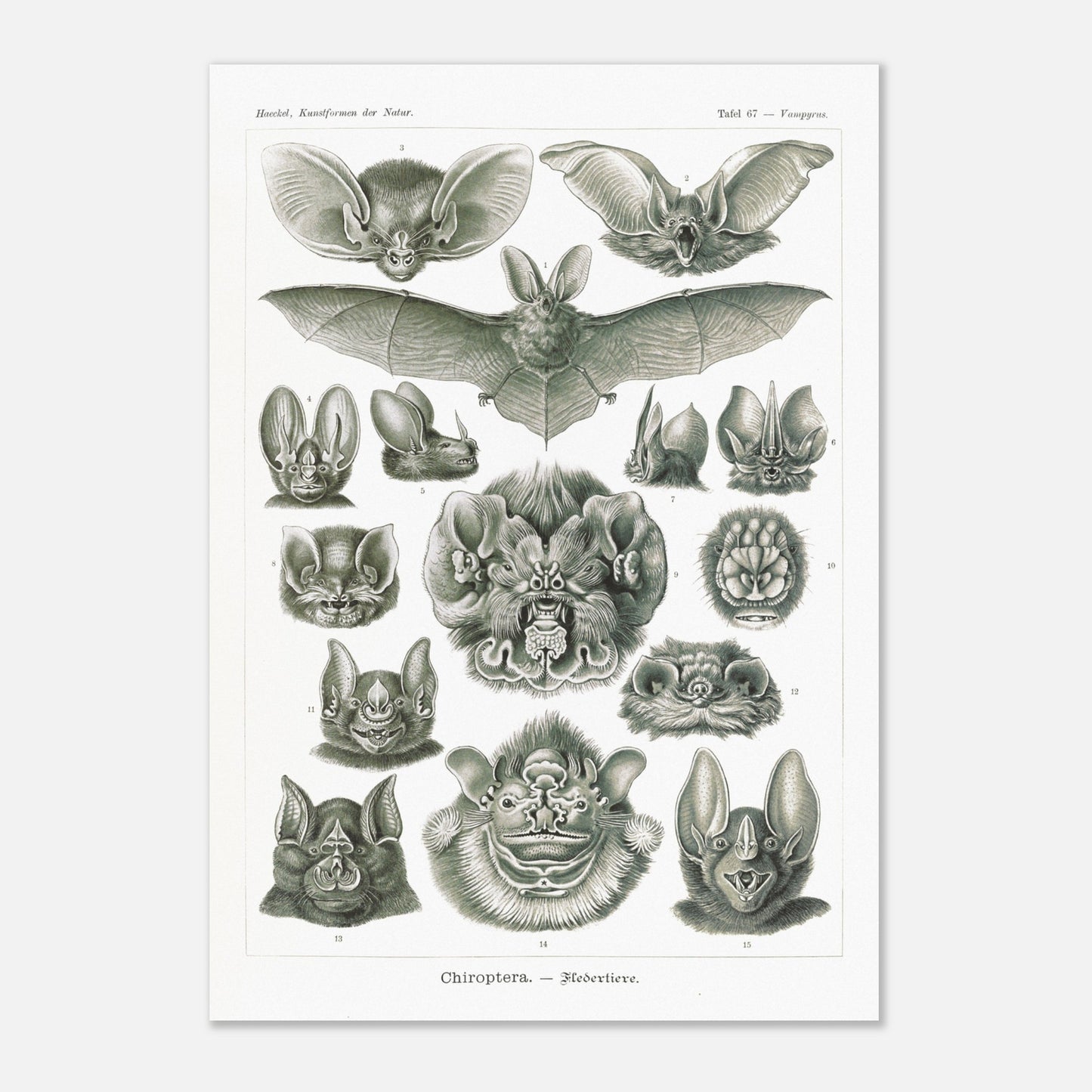 Reproduction d'une planche de chiroptères (Chauves-souris) d'Ernst Haeckel (70x100 cm). Gravure scientifique ancienne d'Ernst Haeckel montrant diverses espèces de chauves-souris (chiroptères).