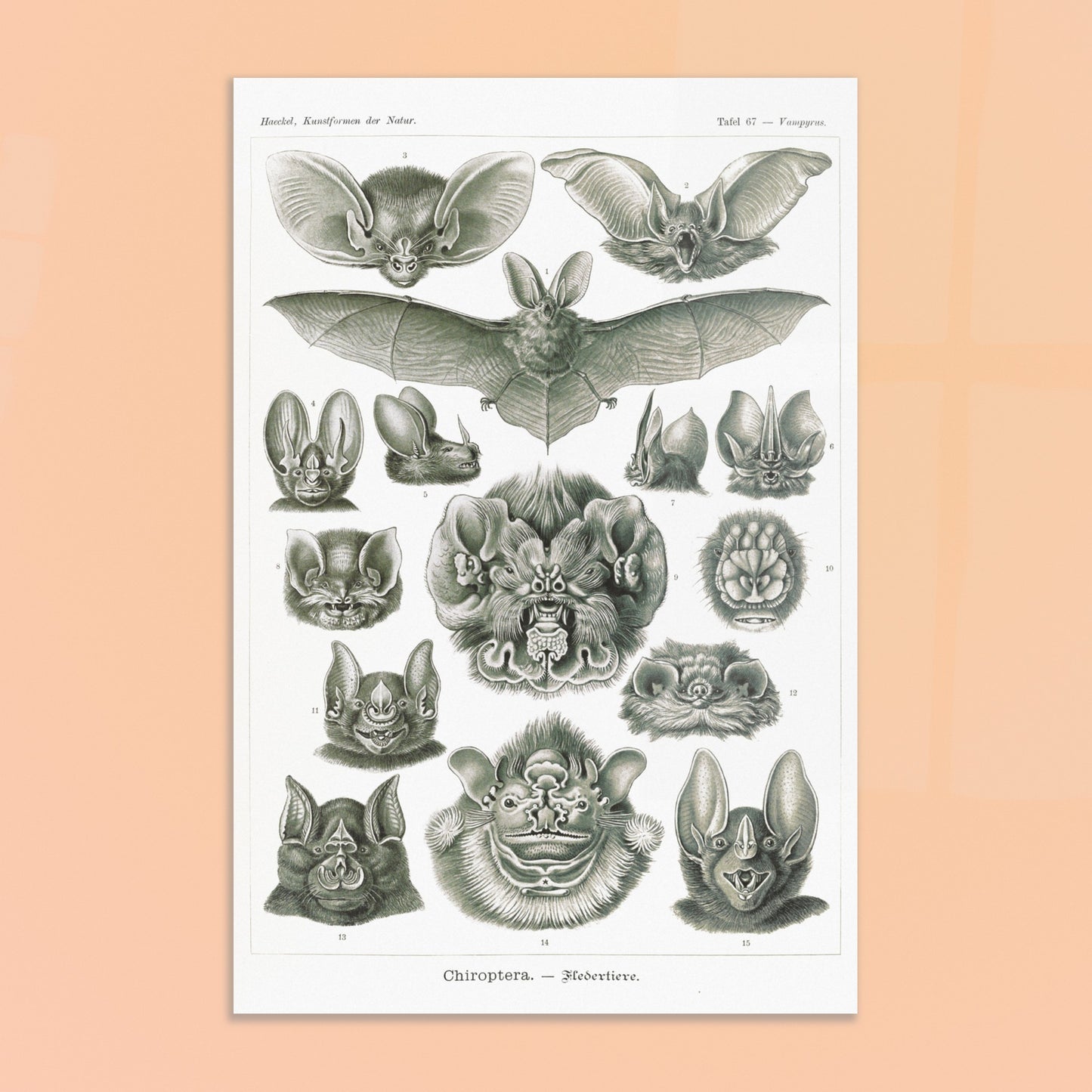 Reproduction d'une planche de chiroptères (Chauves-souris) d'Ernst Haeckel. Gravure scientifique ancienne d'Ernst Haeckel montrant diverses espèces de chauves-souris (chiroptères). Image d'illustration 8