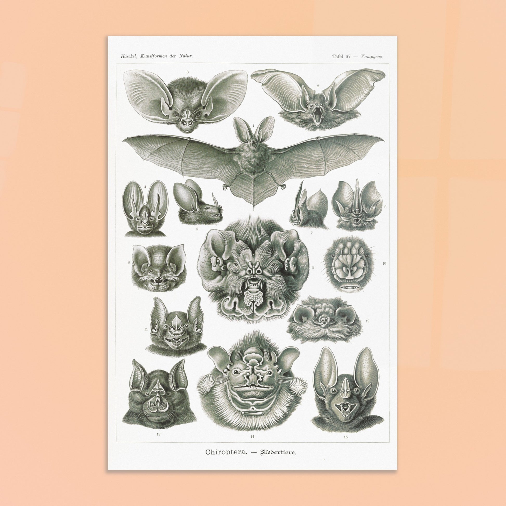 Reproduction d'une planche de chiroptères (Chauves-souris) d'Ernst Haeckel. Gravure scientifique ancienne d'Ernst Haeckel montrant diverses espèces de chauves-souris (chiroptères). Image d'illustration 8