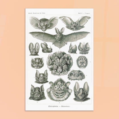 Reproduction d'une planche de chiroptères (Chauves-souris) d'Ernst Haeckel. Gravure scientifique ancienne d'Ernst Haeckel montrant diverses espèces de chauves-souris (chiroptères). Image d'illustration 8