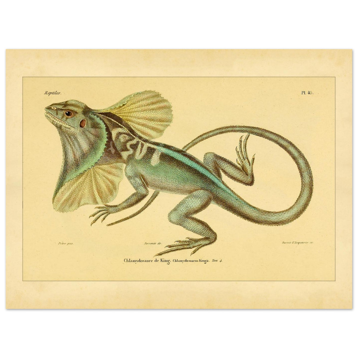 Illustration der Kragenechse von King: Reptil mit Halskrause (30x40 cm). Antike Abbildung einer Kragenechse, in ganzer Länge vor hellem Hintergrund dargestellt.