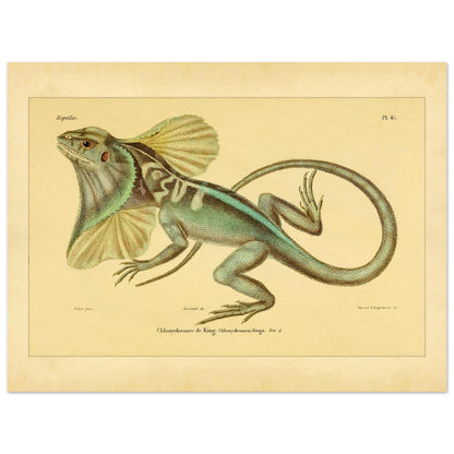 Illustration der Kragenechse von King: Reptil mit Halskrause (30x40 cm). Antike Abbildung einer Kragenechse, in ganzer Länge vor hellem Hintergrund dargestellt.
