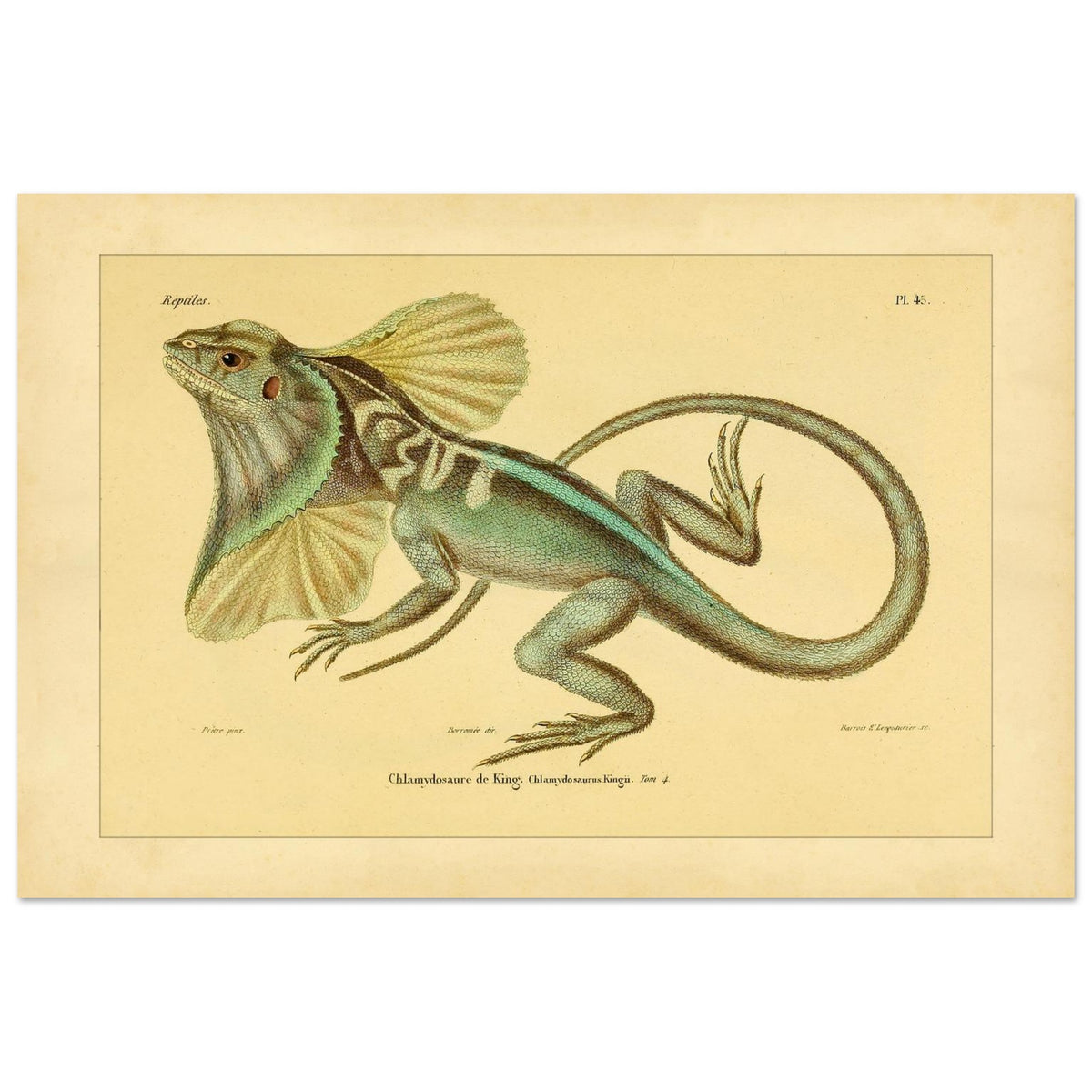 Illustration der Kragenechse von King: Reptil mit Halskrause (40x60 cm). Antike Abbildung einer Kragenechse, in ganzer Länge vor hellem Hintergrund dargestellt.
