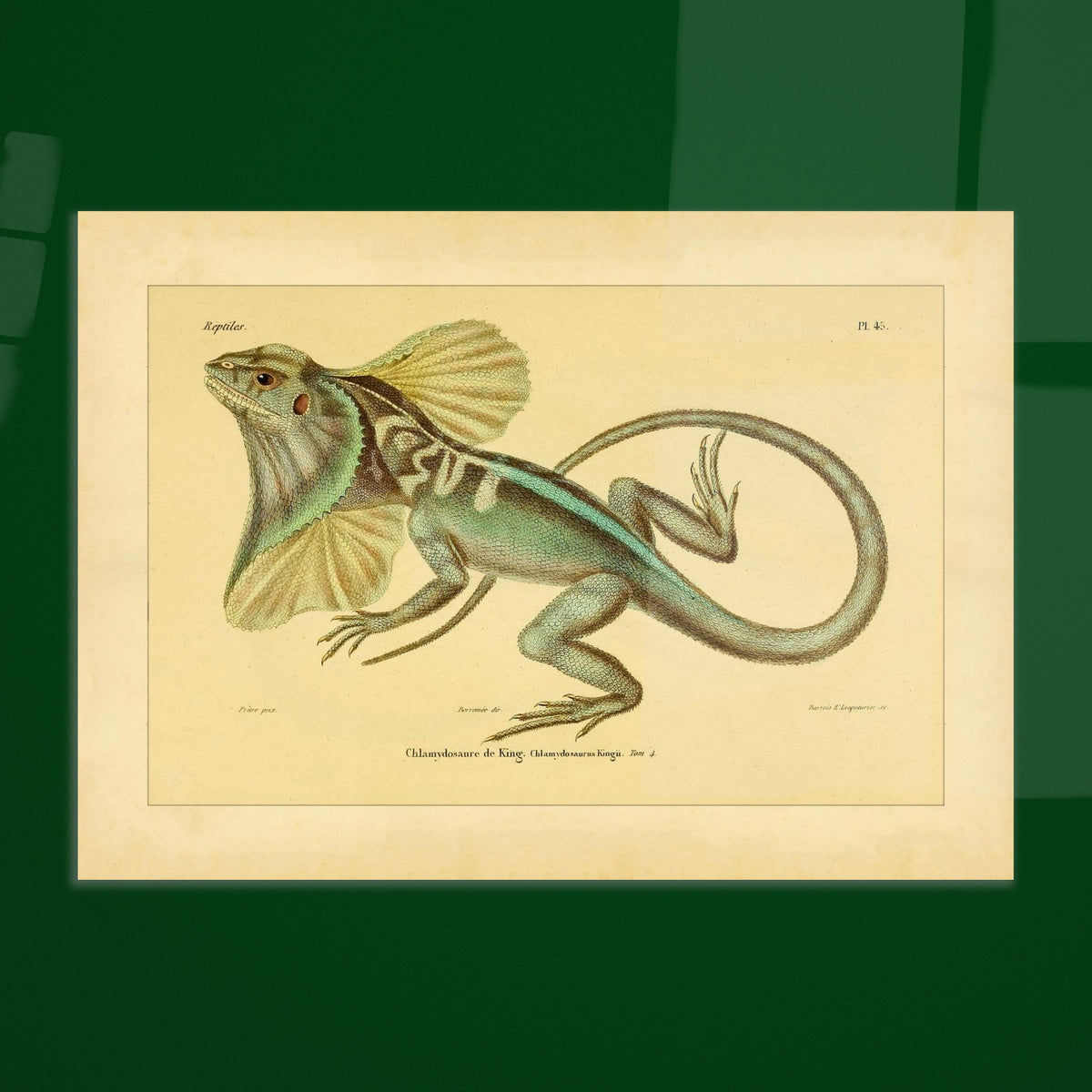 Illustration der Kragenechse von King: Reptil mit Halskrause. Antike Abbildung einer Kragenechse, in ganzer Länge vor hellem Hintergrund dargestellt.
