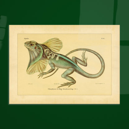 Illustration der Kragenechse von King: Reptil mit Halskrause. Antike Abbildung einer Kragenechse, in ganzer Länge vor hellem Hintergrund dargestellt.