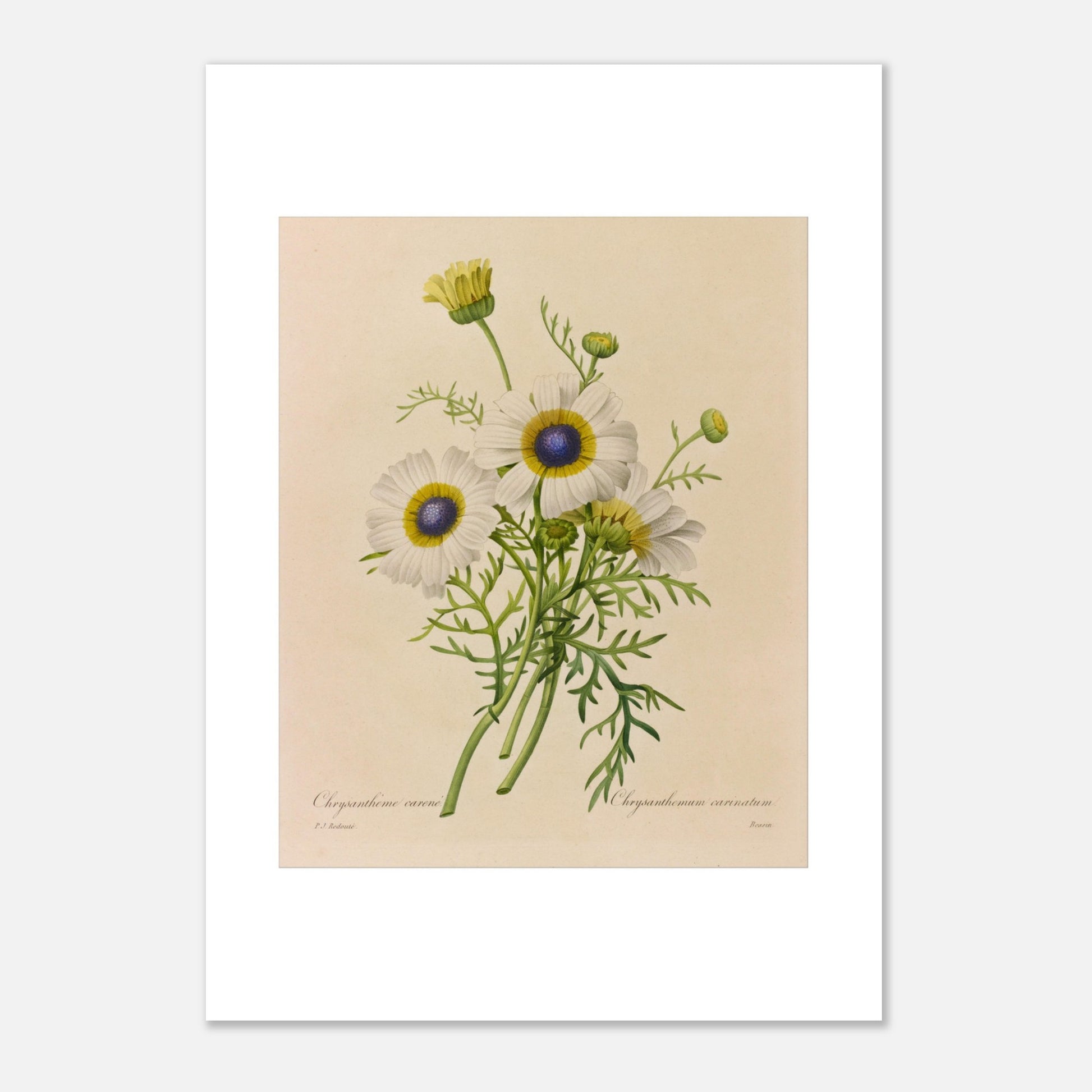 Chrysanthème Carène (Chrysanthemum Carinatum) par Pierre-Joseph Redouté - Taille 29,7x42 cm (A3)