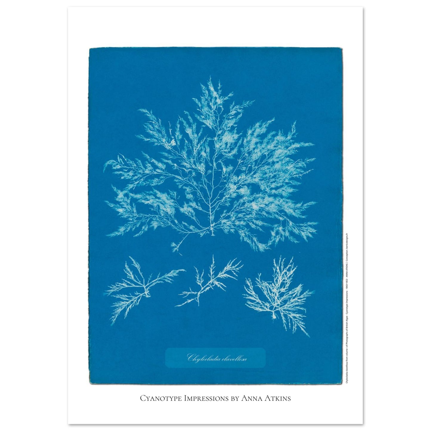 Chylocladia clavellosa — Étude botanique cyanotype par Anna Atkins (29,7x42 cm (A3)). Reproduction d'une algue 'Chylocladia clavellosa' réalisée par cyanotype par Anna Atkins sur un fond bleu vif, présentant plusieurs spécimens.