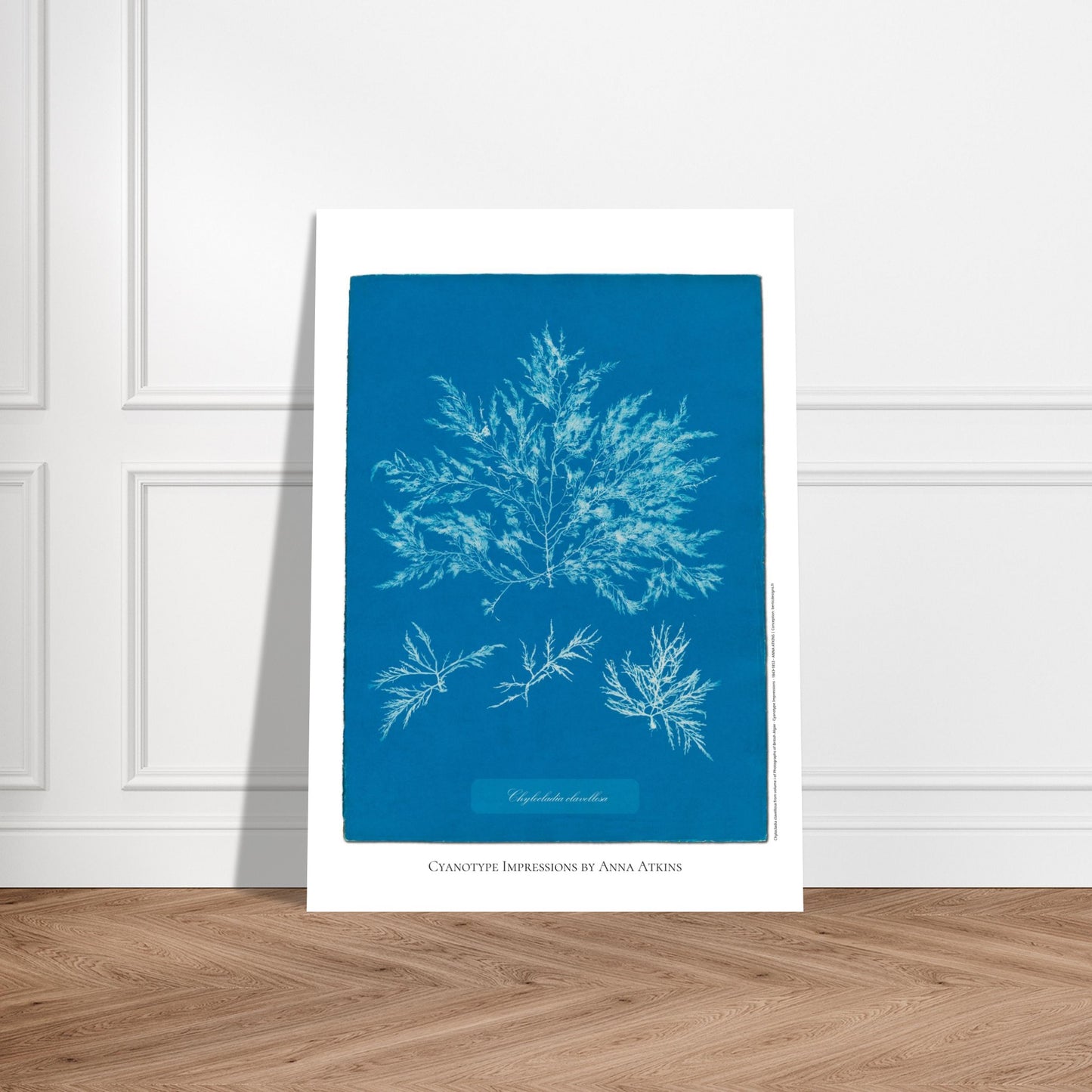 Chylocladia clavellosa — Étude botanique cyanotype par Anna Atkins. Reproduction d'une algue 'Chylocladia clavellosa' réalisée par cyanotype par Anna Atkins sur un fond bleu vif, présentant plusieurs spécimens. Image d'illustration 5