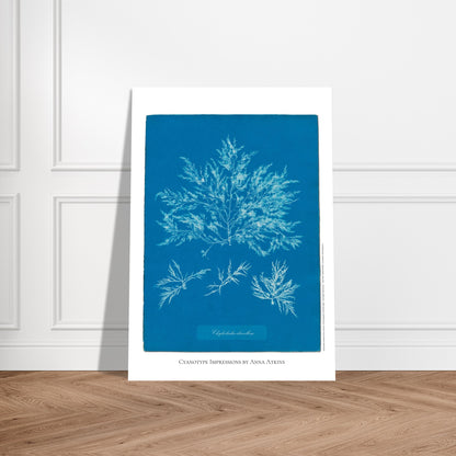 Chylocladia clavellosa — Étude botanique cyanotype par Anna Atkins. Reproduction d'une algue 'Chylocladia clavellosa' réalisée par cyanotype par Anna Atkins sur un fond bleu vif, présentant plusieurs spécimens. Image d'illustration 5